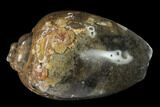 Polished, Chalcedony Replaced Gastropod Fossil - India #133520-1
